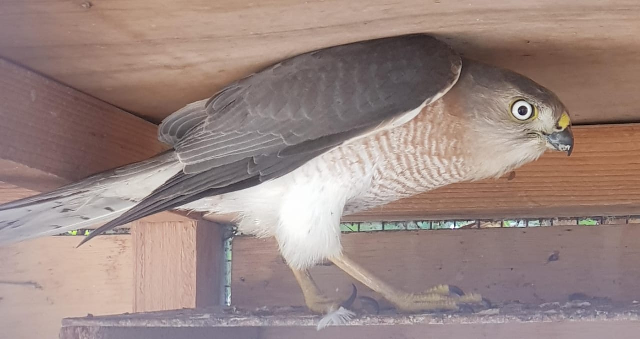 Sparrow Hawk